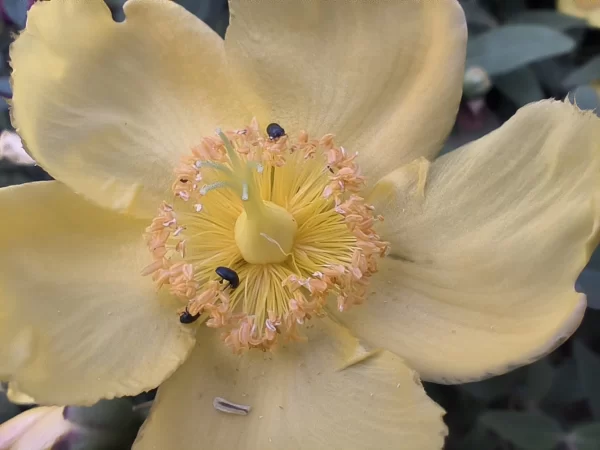 نمونه عکس دوربین Poco X4 GT