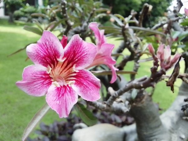 نمونه عکس دوربین نوکیا C21