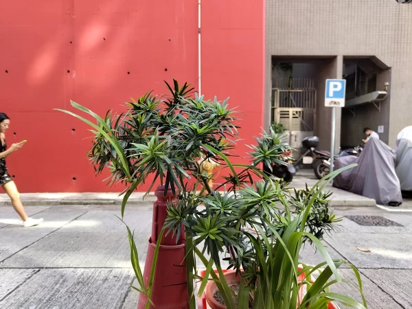 نمونه عکس دوربین Nothing Phone 1