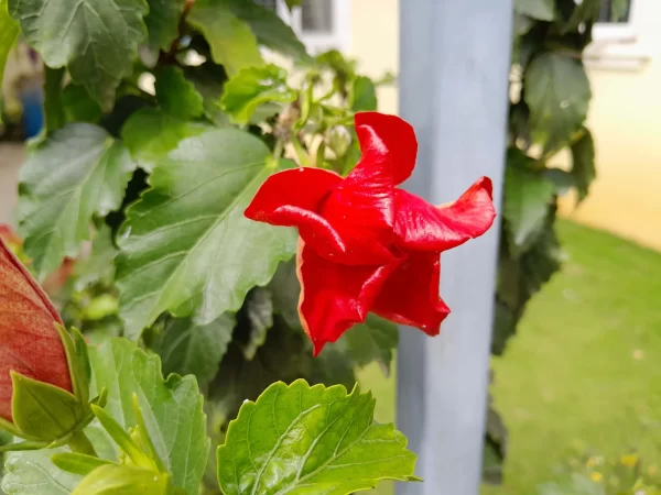 نمونه عکس دوربین A04s