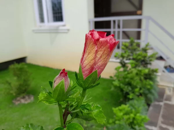 نمونه عکس دوربین A04s