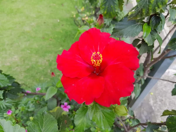 نمونه عکس دوربین A04s