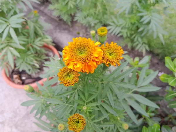 نمونه عکس دوربین A04s