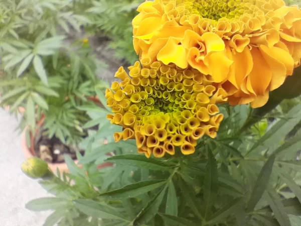 نمونه عکس دوربین A04s