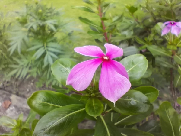 نمونه عکس دوربین A04s