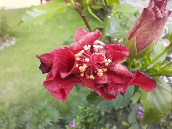 نمونه عکس دوربین A04s